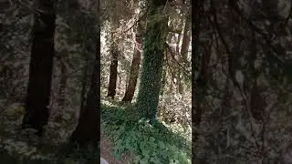 Nathiagali - Lalazar Wild Life Park -- Bottom to Top Journey at park