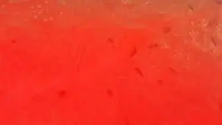 пробная трансляцыя в форте