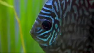 The Love Aquarium: San Diego's favorite WHAT?