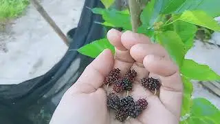 Mulberry Planted on a Pot. Ang Dami ng Bunga