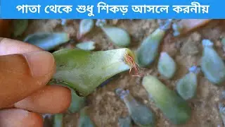 সাকুলেন্ট পাতায় শুধু শিকড় আসে || Succulents Leaves Propagation