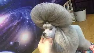 Dog's New Hair Style #shorts