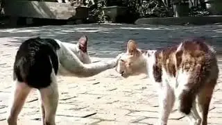 Kucing kesurupan ngakak abis