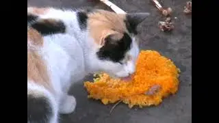 Тихий час, полдник и умывание у кошек