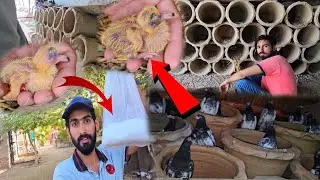 Birds Aviary Bnna Start ho Gaya Hay #ZahidZHB 🦜🦚😂🪽😃🪿🦩😍🦢🦤🕊🐀🐿🐋🐆🐯🦅🦆🦇👨‍👨‍👦👶🥶😱🤥