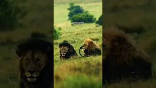 LION WILL FACE IT🔥| ft.LION #lion #lionattitudestatus #lionquotes