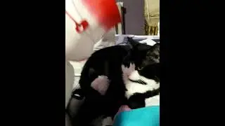 Снеговик и кот