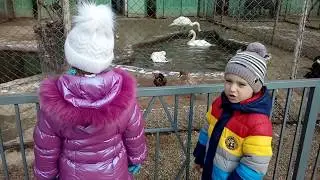 Семейное видео. Наш зверинец, прогулка в феврале