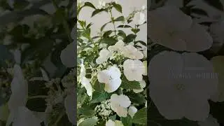 #Цветение