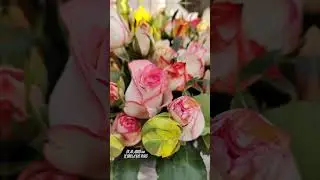 বিরুলিয়া গোলাপগ্রাম Birulia Rose Village #rose #গোলাপ_গ্রাম