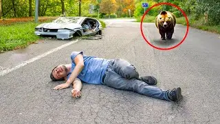 He Had A Car Accident And Was Lying On The Ground. Then A Bear Heard His Sounds And Did This...