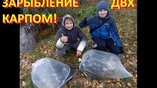 Зарыбление Десногорского водохранилища мальком карпа!