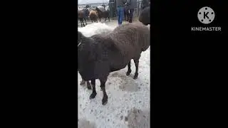 ИСТРАВШАН МОЛ БОЗОР