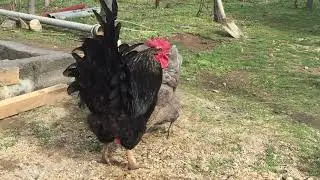 Kôyde Hayat Var ( Simvola Semetli Kôyû)