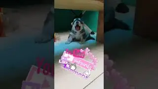 Puppies learning to howl 