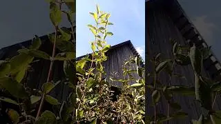 09 сентября 2024_Московская обл_Рузский р_Новогорбово д-я входящая в посёлок Колюбакино #дача