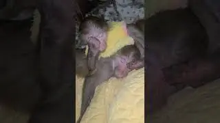 Луночка охраняет сон Никуши, спокойной ночки ❤️❤️