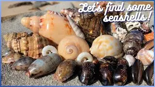 Finding Seashells in the Tide Pools | Big Finds at Low Tide 