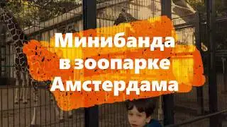 В зоопарке Амстердама