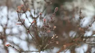 Первоапрельская шутка