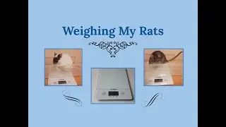 Weighing My Rats | How-To and Information