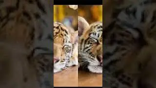 FEAR THE CUBS 
