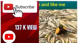 Goal fish in net catchup..