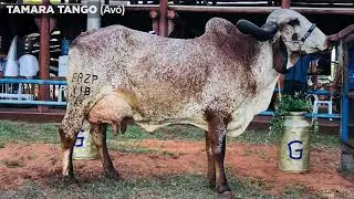 FZD   174 EMOJI TOURO FAZP*