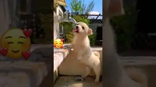 Малыш спасается от жажды 🥰 #собака #щенок #животные #animals #funny #cute #funnyanimals