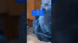 Black Cat Purring Loudly 