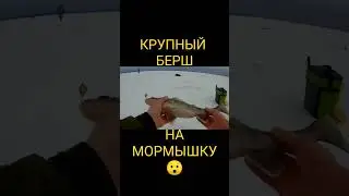 Крупный берш на мормышку. 