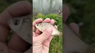 деревенский карась
