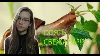 ЧТО ДЕЛАТЬ ЕСЛИ У ТЕБЯ СБЕЖАЛА УЛИТКА?!/КАК НАЙТИ УЛИТКУ?/Спячка улиток ахатин 🐌