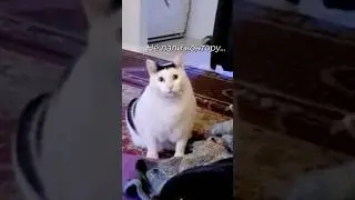 ТРУ КРАЙМ ОТ КУБИНСКИХ КОШЕК