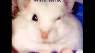 cute and funny hamstarz