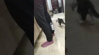 Каспер гроза котов