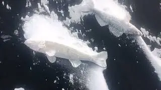 Щука с глубины 21 метр на раттлин!