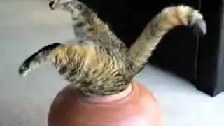 толстый кот и горшок