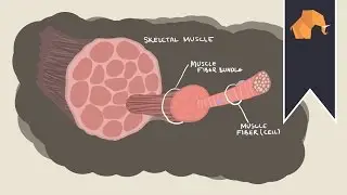 How do muscles work? How do muscles grow?