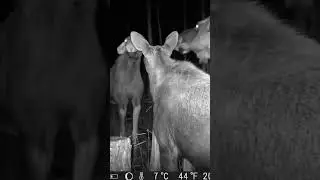 #moose #elk #лось #охота #hunting