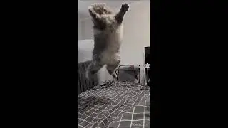Кошачья фортуна