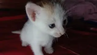 My kitten bit me