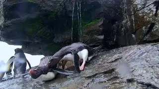 Penguins Spy in the Huddle 2of3 First Steps