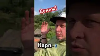 Рыбхоз Сенеж! Рыбалка, Карп! #рыбалка #carpfishing #fishing #carp #sports #россия #лето #подпишись