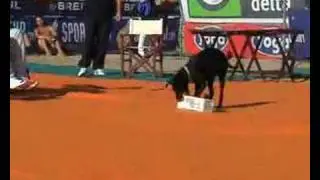 Centro Studi del Cane