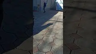 собачка Тонька залезла в картонную коробку #шортс #собачка #собачка #коробка #рекомендации #тикток
