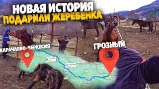 Поездка за Жеребеноком в Карачаево-Черкесию. Едем за Нашим подарком.