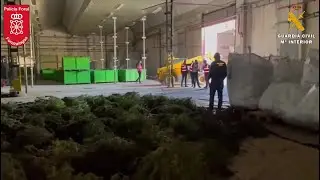 Desmantelado en Navarra el mayor cultivo de marihuana de Europa