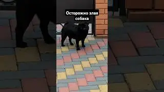осторожно злая собака 😂