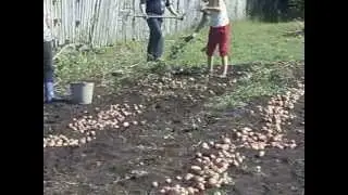 Картофель полезные свойства